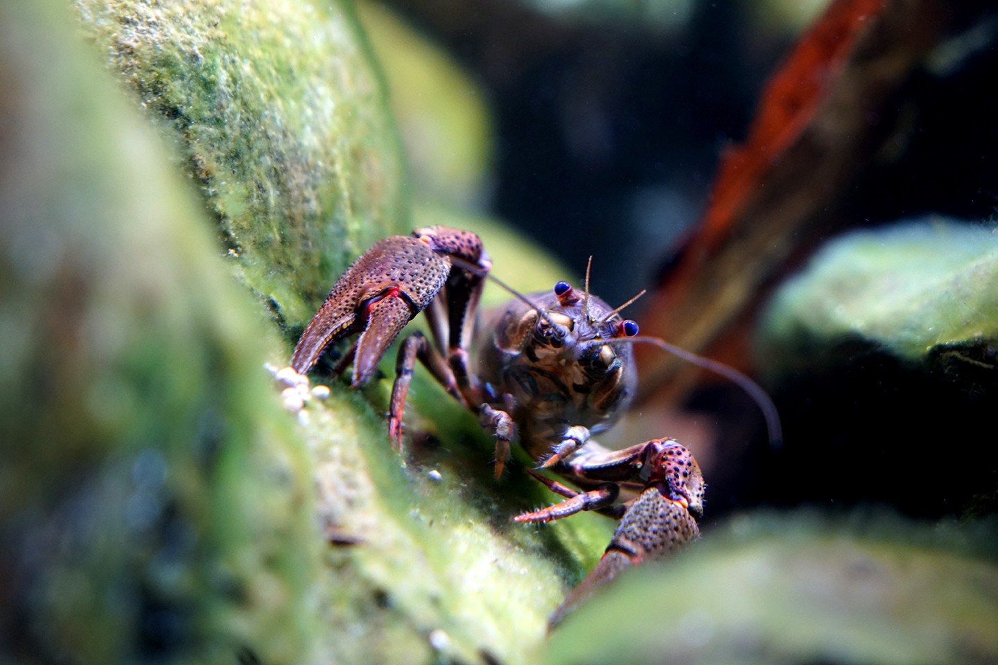 aquarium perigord noir