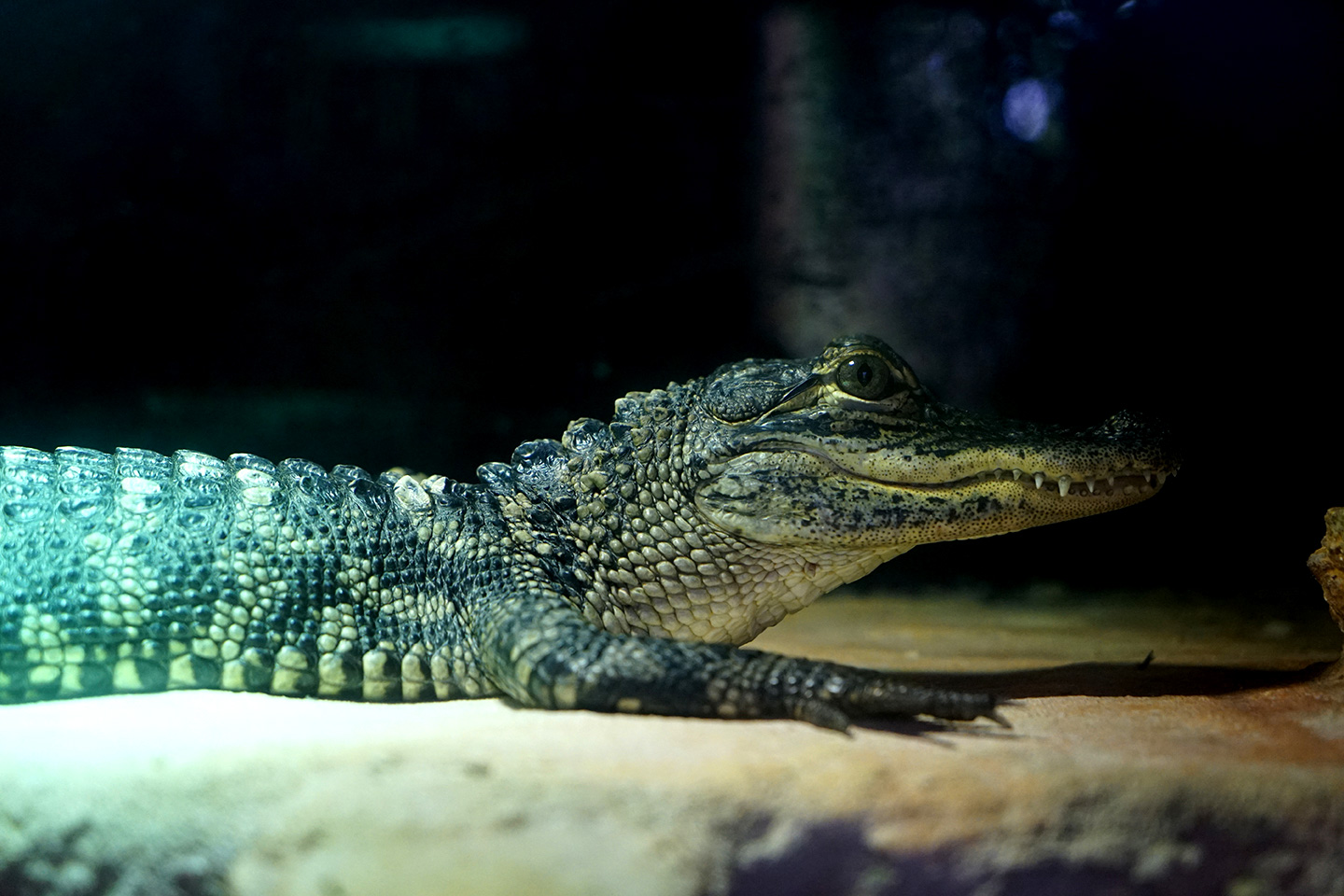 aquarium perigord noir