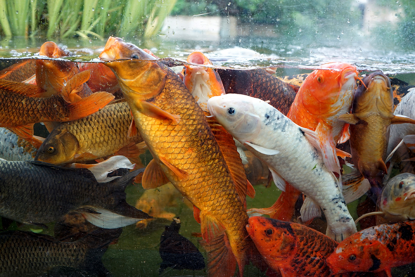 aquarium perigord noir